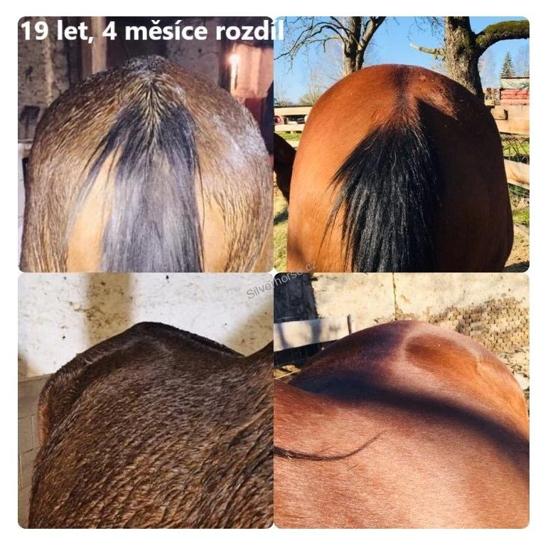 Perfect Equi Complete+ pro nárůst svalové hmoty, zdravá kopyta a lesklou srst-9 kg-papírový pytel