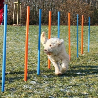 AGILITY Slalom, tyče 12ks